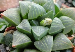 Haworthia  magnifica