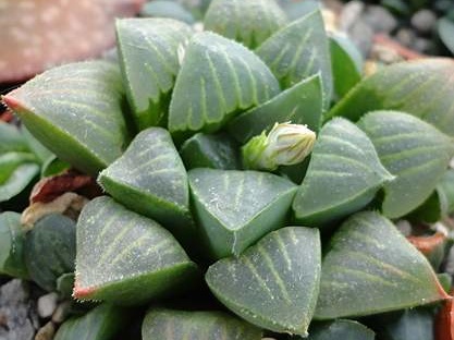 Haworthia  magnifica