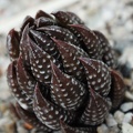Haworthia coarctata