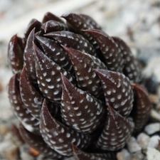Haworthia coarctata