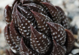 Haworthia coarctata