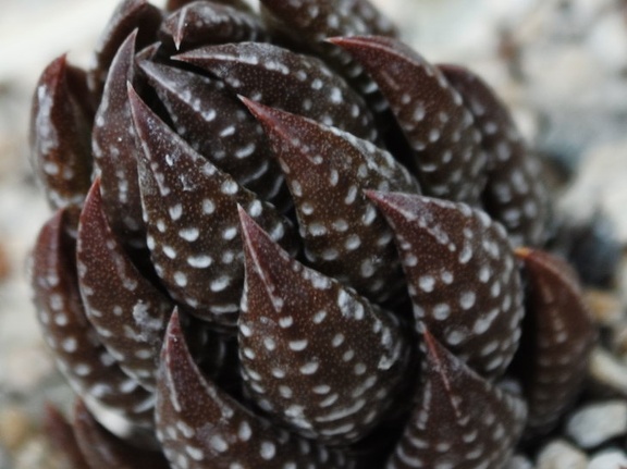 Haworthia coarctata