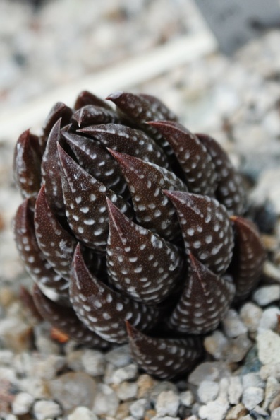 Haworthia_coarctata.jpg