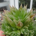 Haworthia cooperi  v leightonii