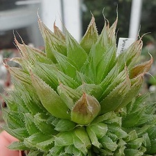 Haworthia cooperi  v leightonii