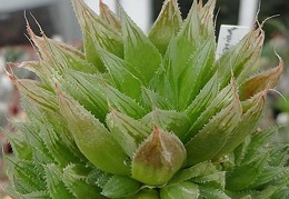 Haworthia cooperi  v leightonii