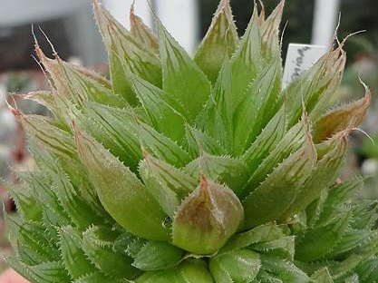 Haworthia cooperi  v leightonii