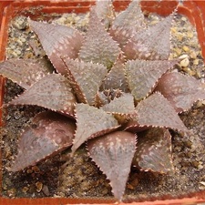 Haworthia hybr1 Gorbachev FG