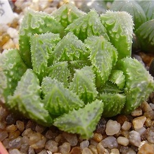 Haworthia hybr2 Gorbachev FG