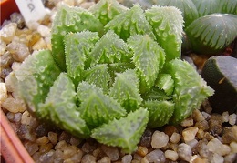 Haworthia hybr2 Gorbachev FG