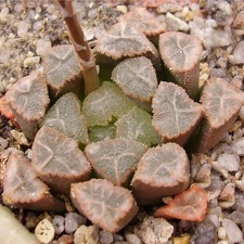 Haworthia hybr3 Gorbachev FG