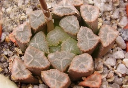 Haworthia hybr3 Gorbachev FG