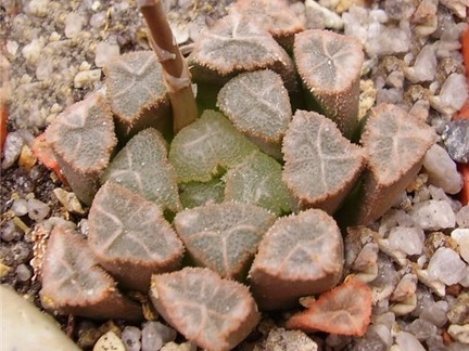 Haworthia hybr3 Gorbachev FG
