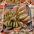 Haworthia hybr Gorbachev FG