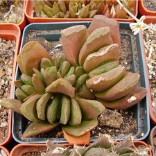 Haworthia hybr Gorbachev FG