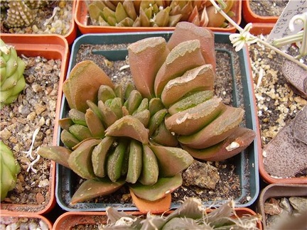 Haworthia hybr Gorbachev FG