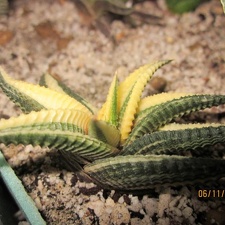 Haworthia limifolia v variegata