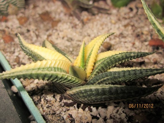 Haworthia limifolia v variegata