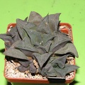 Haworthia magnifica  Kruisriver