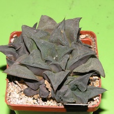 Haworthia magnifica  Kruisriver