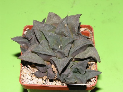 Haworthia magnifica  Kruisriver