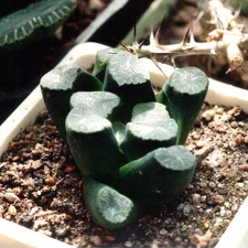 Haworthia maughanii