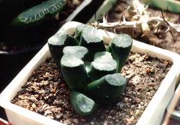 Haworthia maughanii