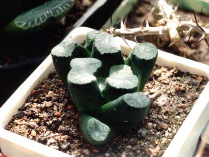 Haworthia maughanii