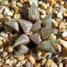 Haworthia mirabilis v badia x H emelyae v major Telp-El FG