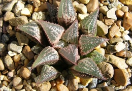 Haworthia mirabilis v badia x H emelyae v major Telp-El FG