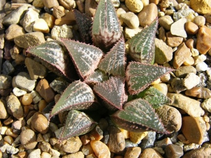 Haworthia mirabilis v badia x H emelyae v major Telp-El FG