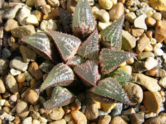 Haworthia mirabilis v badia x H emelyae v major Telp-El FG