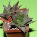 Haworthia mirabilis v beukmanii