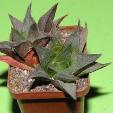 Haworthia mirabilis v beukmanii