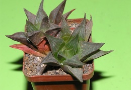 Haworthia mirabilis v beukmanii