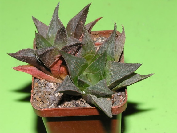 Haworthia mirabilis v beukmanii