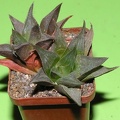Haworthia_mirabilis_v_beukmanii.JPG