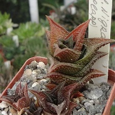 Haworthia nigra  Plapp