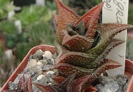 Haworthia nigra  Plapp