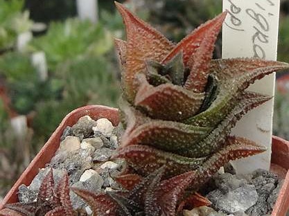 Haworthia nigra  Plapp