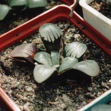 Haworthia springbokvlakensis