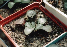 Haworthia springbokvlakensis