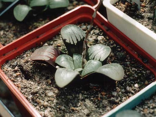 Haworthia springbokvlakensis