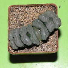 Haworthia truncata