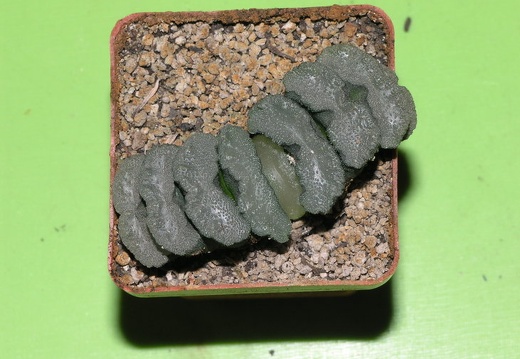 Haworthia truncata