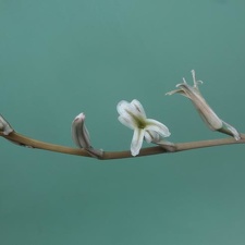 Haworthia truncata x cooperi v obtusa1 Rigum FG