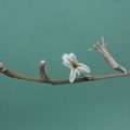 Haworthia_truncata_x_cooperi_v_obtusa1_Rigum_FG.jpg