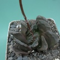 Haworthia truncata x cooperi v obtusa Rigum FG
