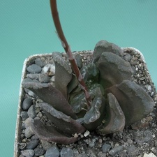Haworthia truncata x cooperi v obtusa Rigum FG
