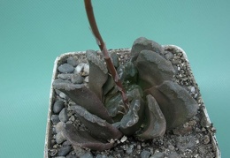 Haworthia truncata x cooperi v obtusa Rigum FG